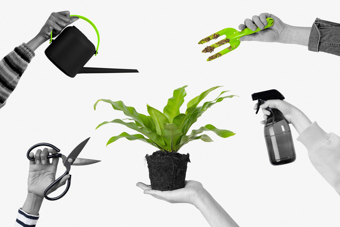 LOS 5 ERRORES MÁS COMUNES AL CUIDAR TU ORQUÍDEA PHALAENOPSIS