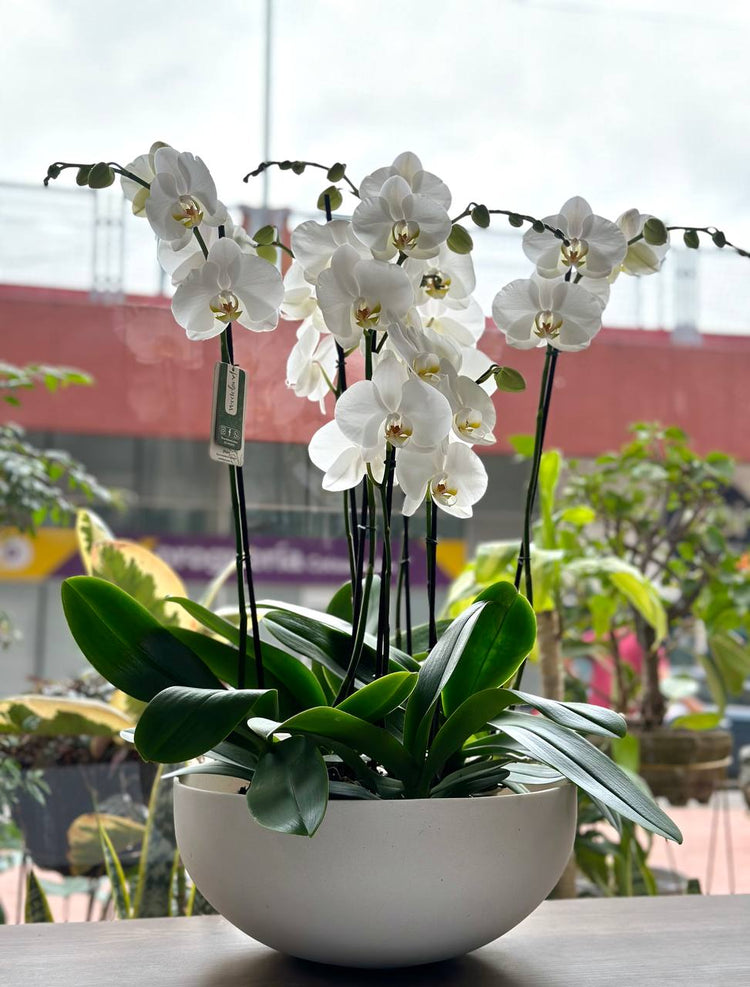 Jardín