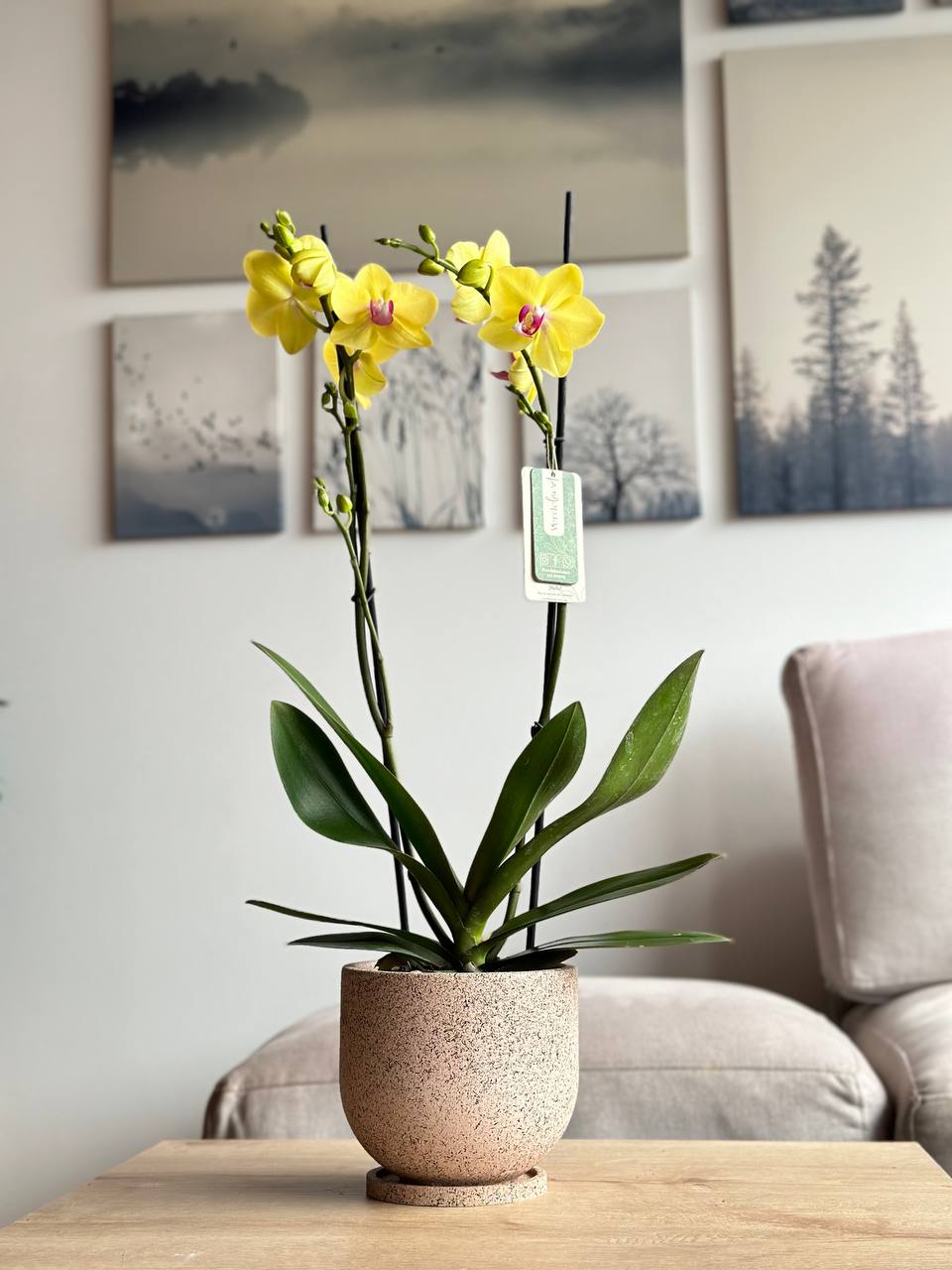 Orquideas bogota