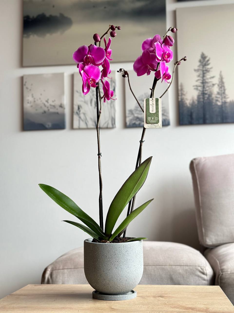 Orquídeas