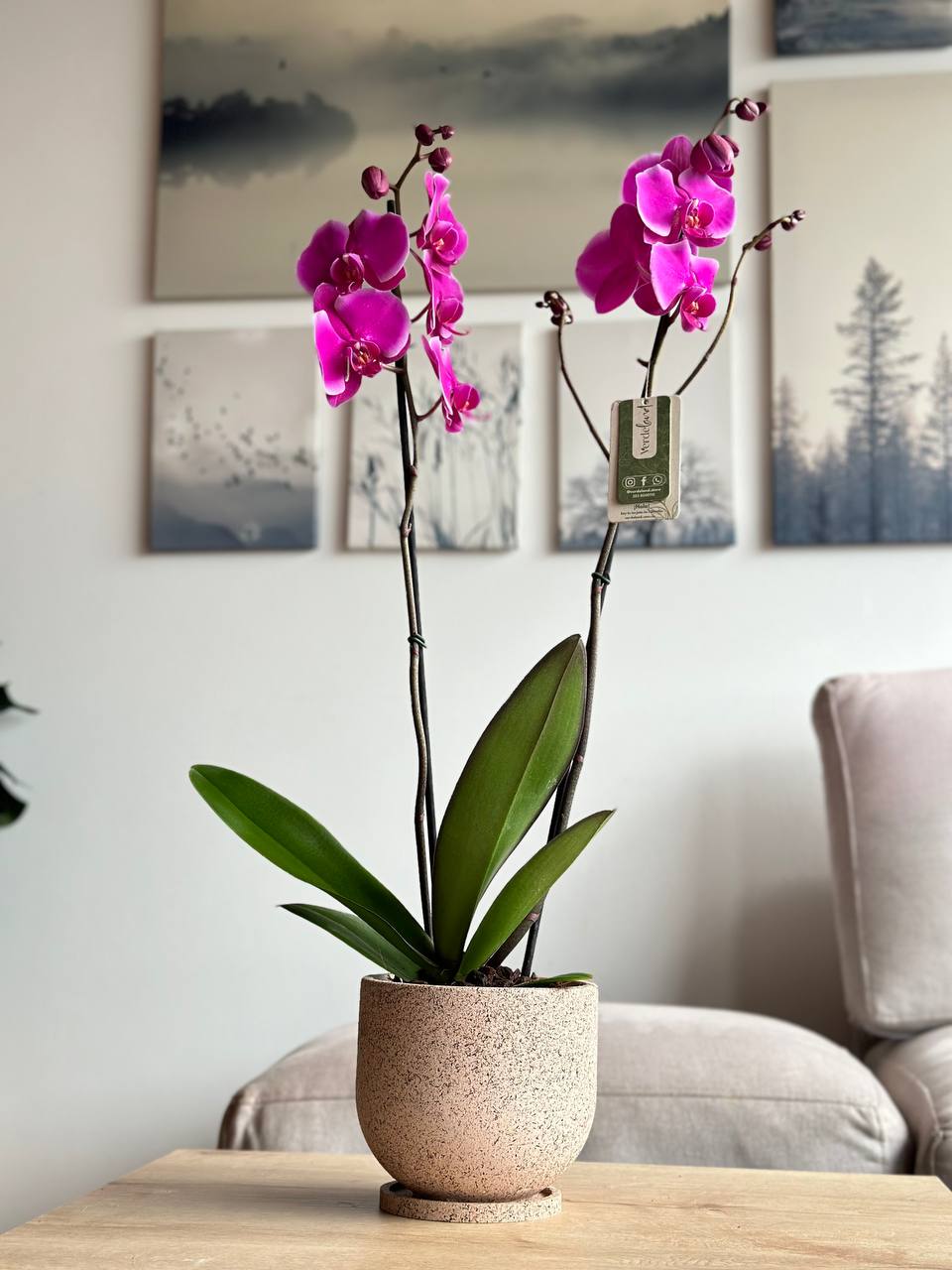 Orquídeas bogota