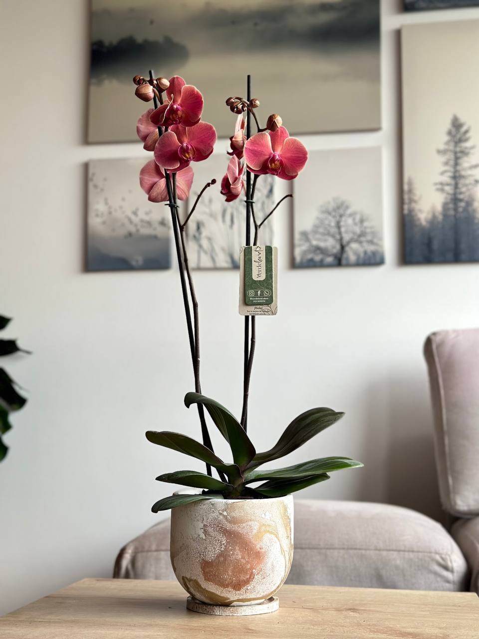 Orquídeas