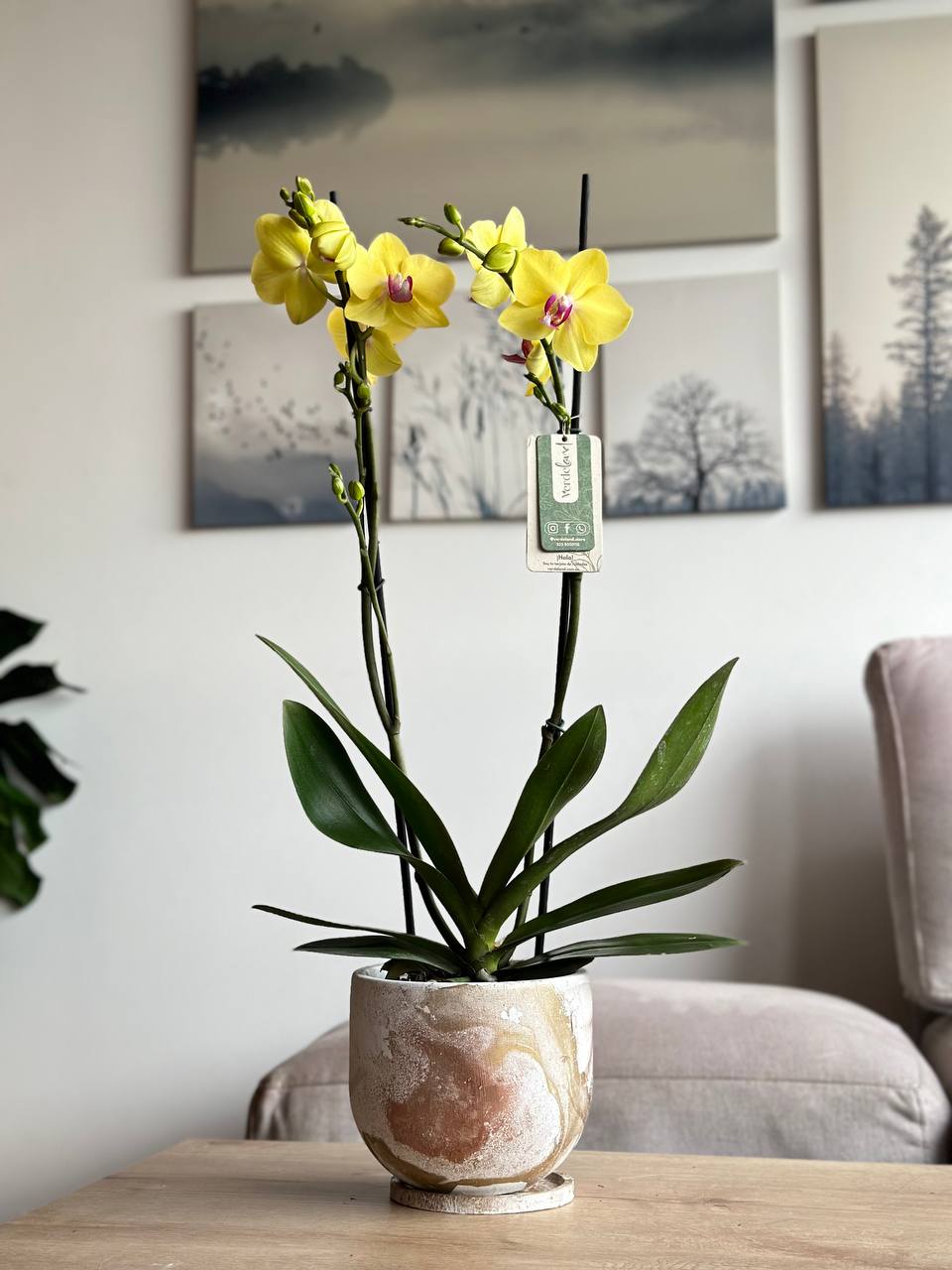 Orquídea premium amarilla matera rústica