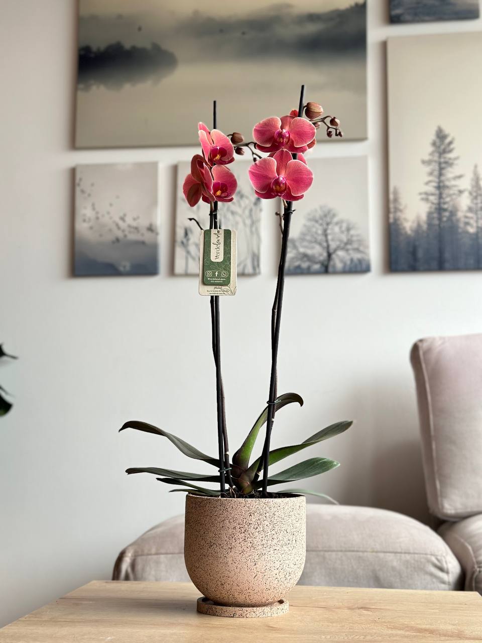 Orquídea premium salmón matera rústica