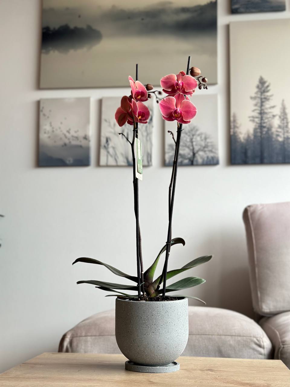 Orquídea premium salmón matera rústica