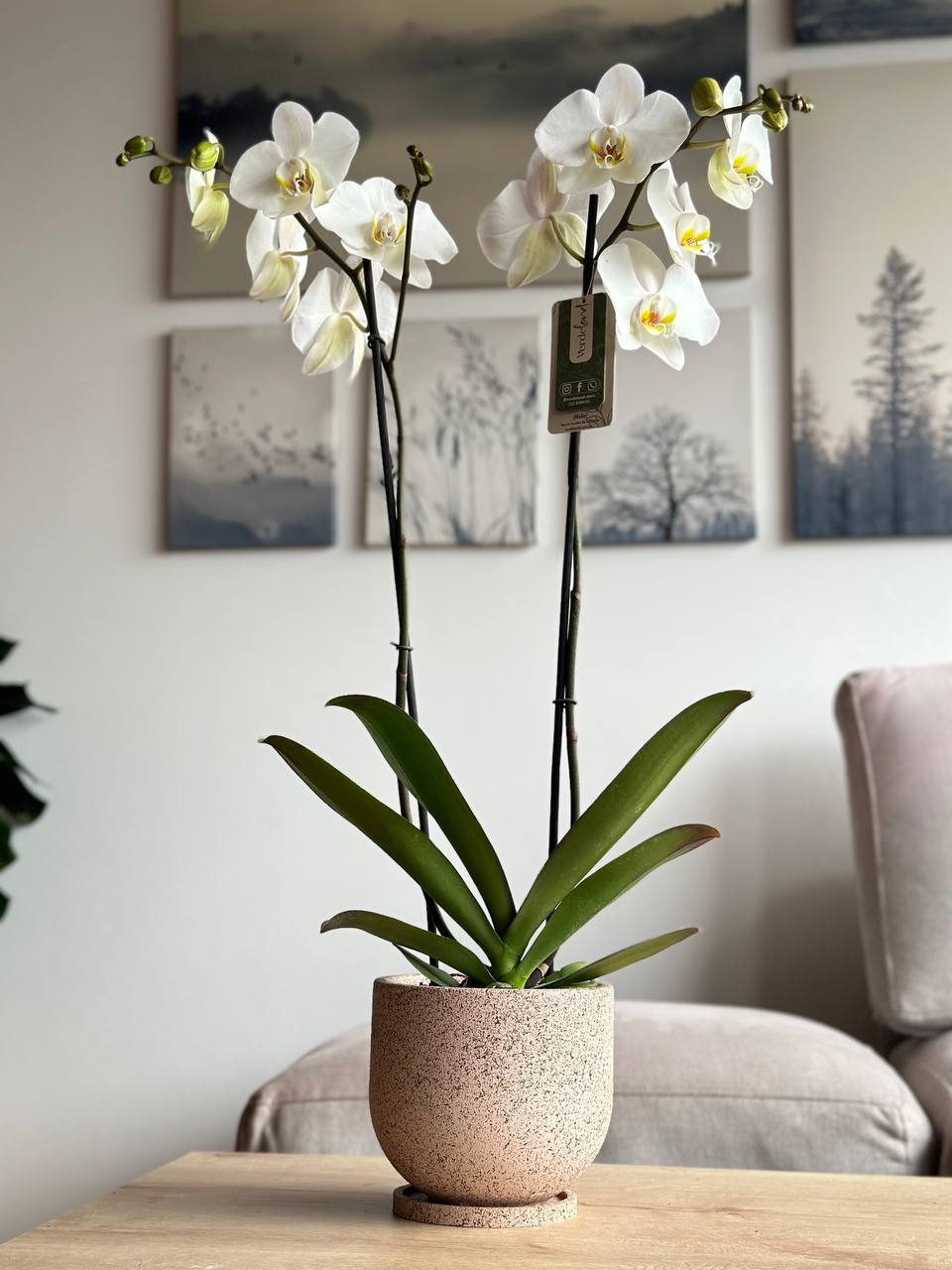 Orquídea premium blanca matera rústica