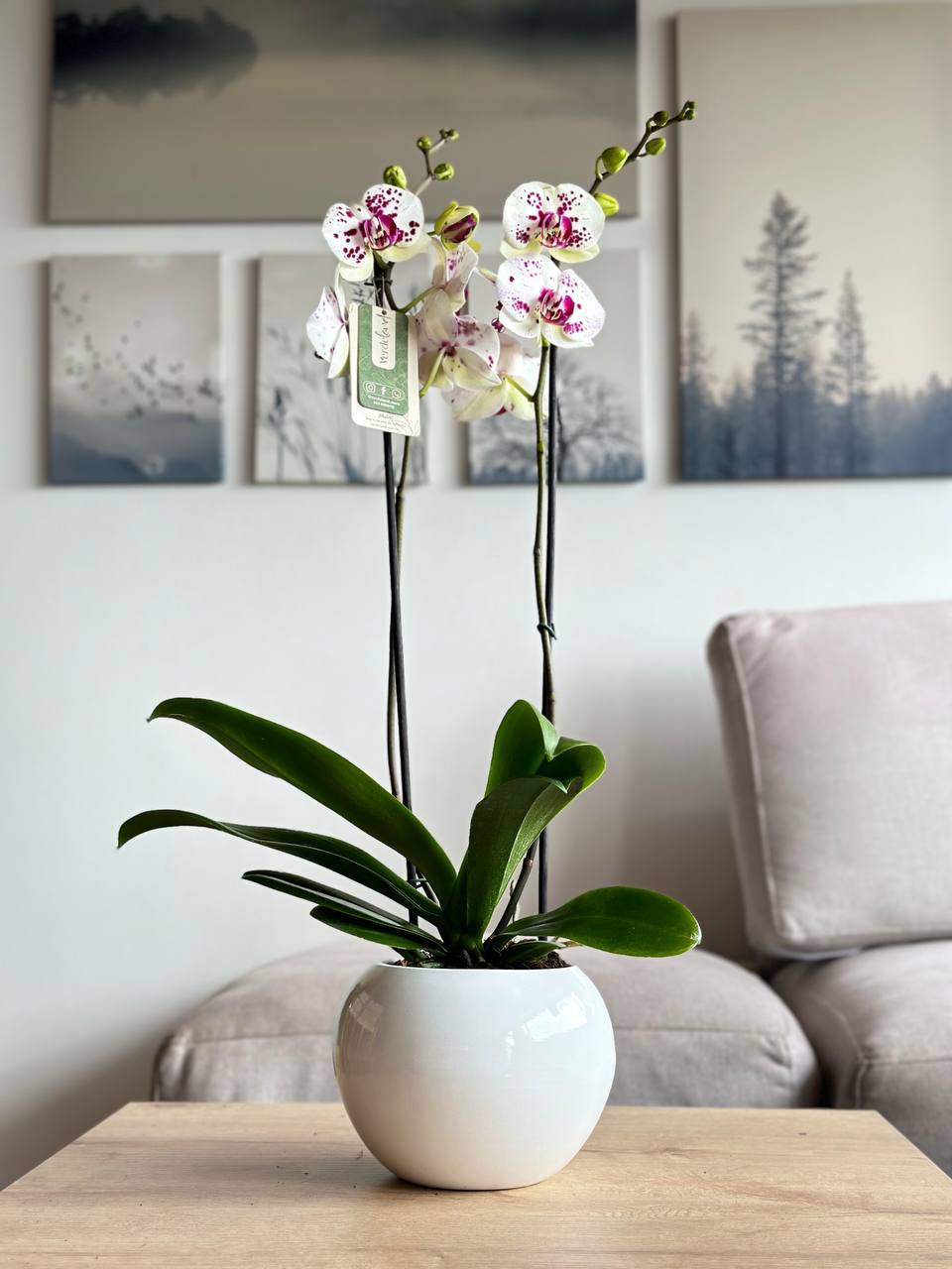 Orquídea premium matera de cerámica