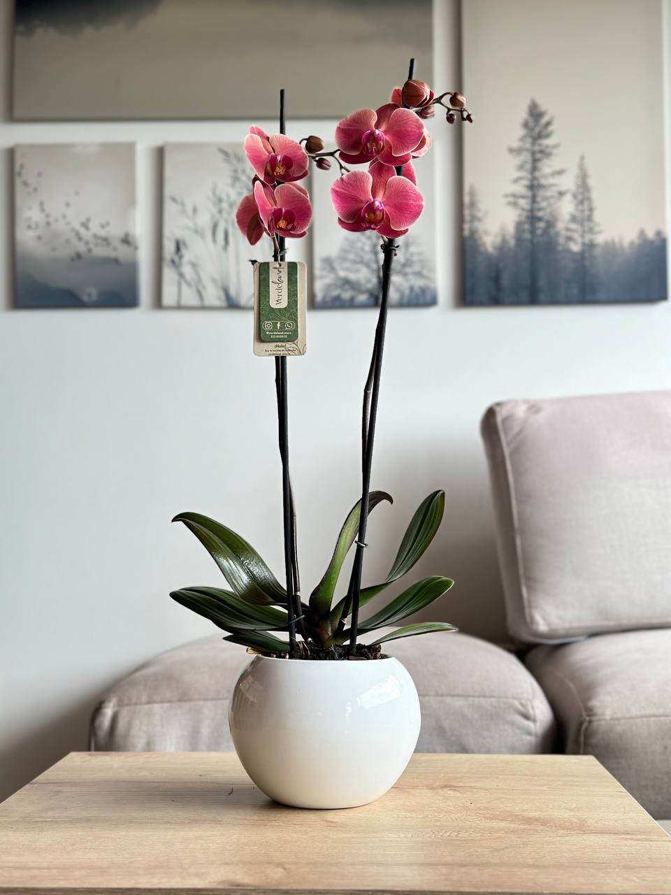Orquídea premium matera de cerámica