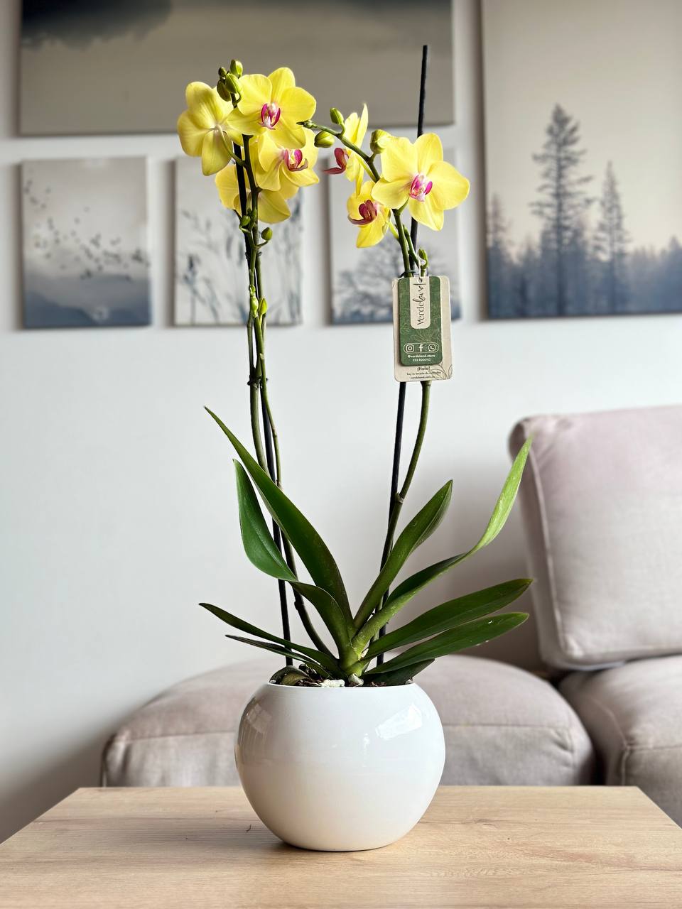 Orquídea premium matera de cerámica