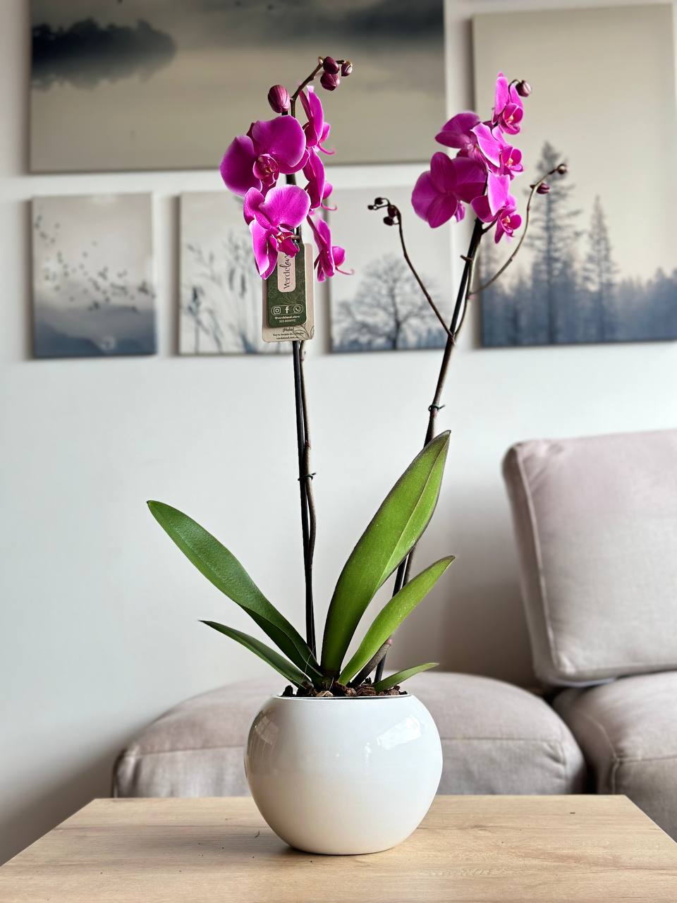 Orquídea premium matera de cerámica