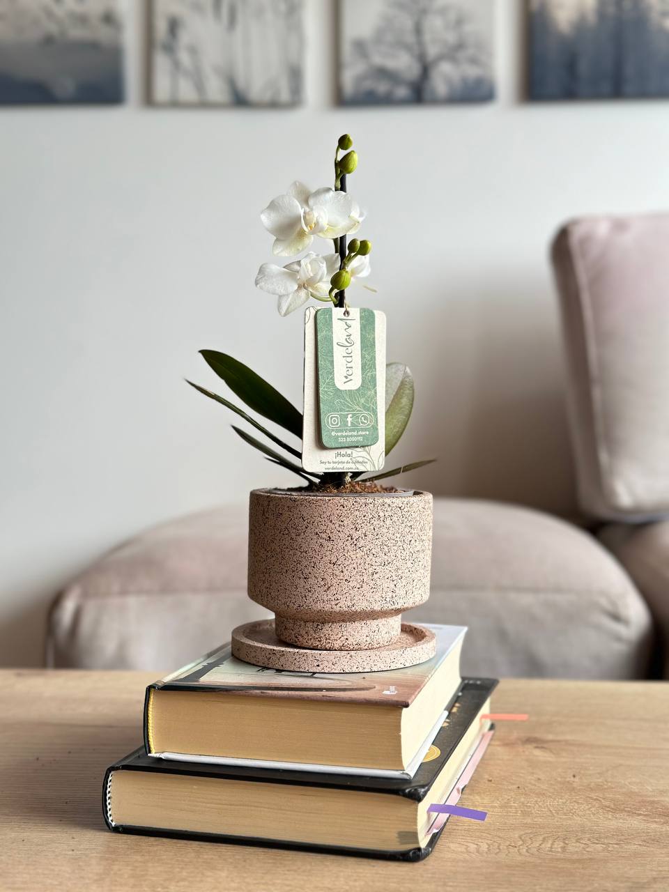 Orquídea mini blanca en matera slimline