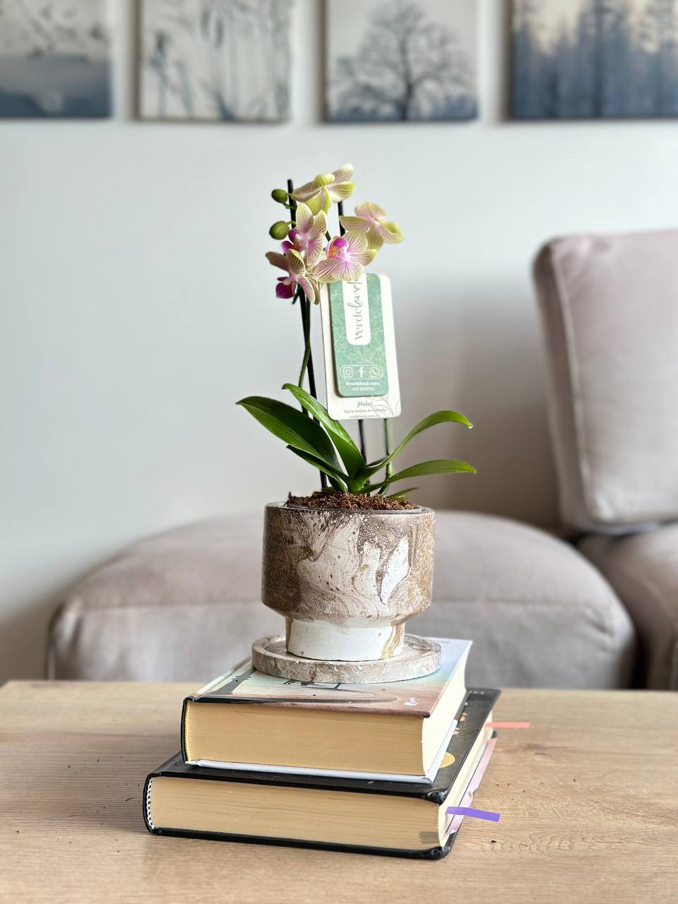 Orquídea mini amarilla en matera slimline