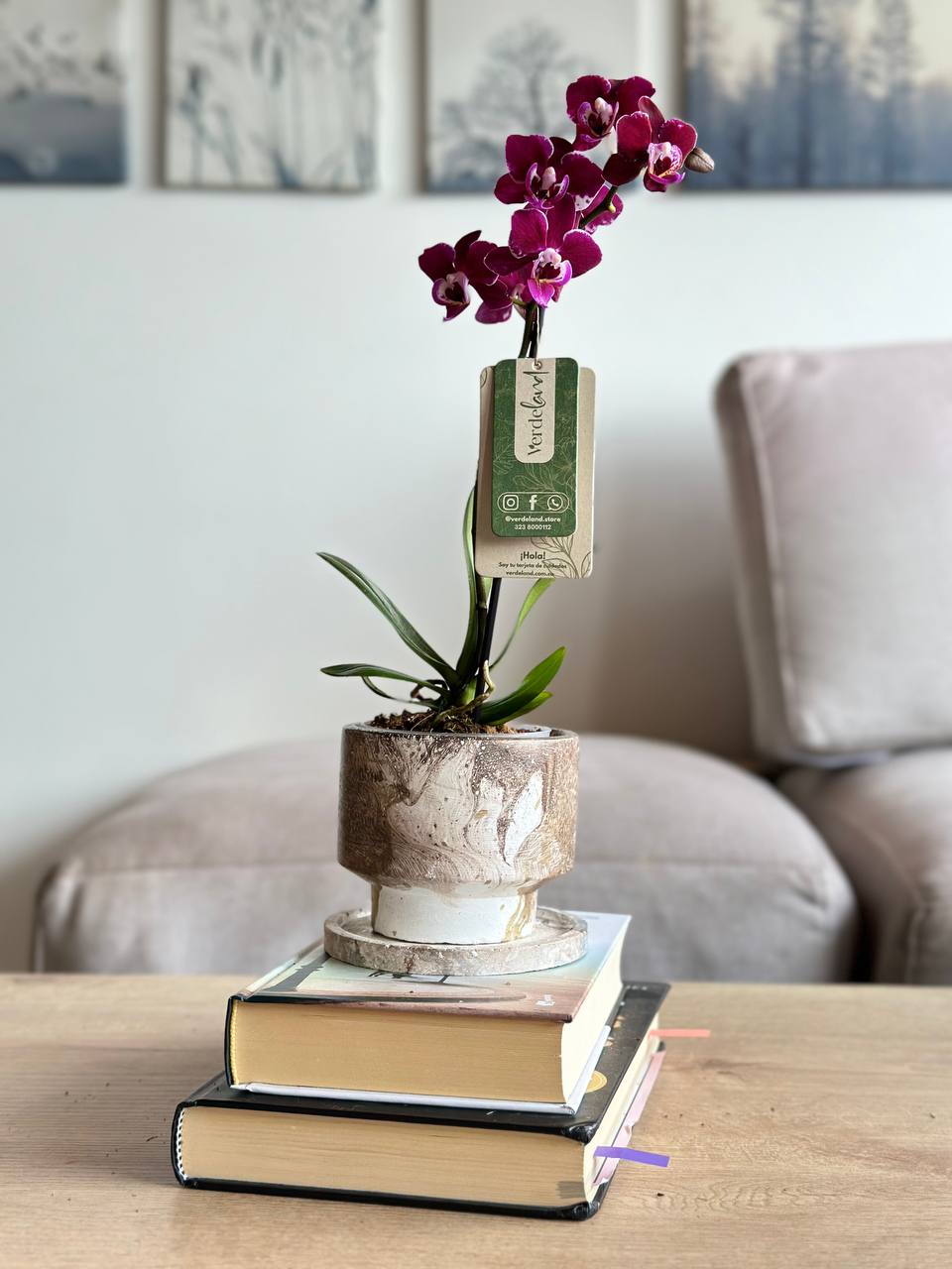 Orquídea mini morada en matera slimline