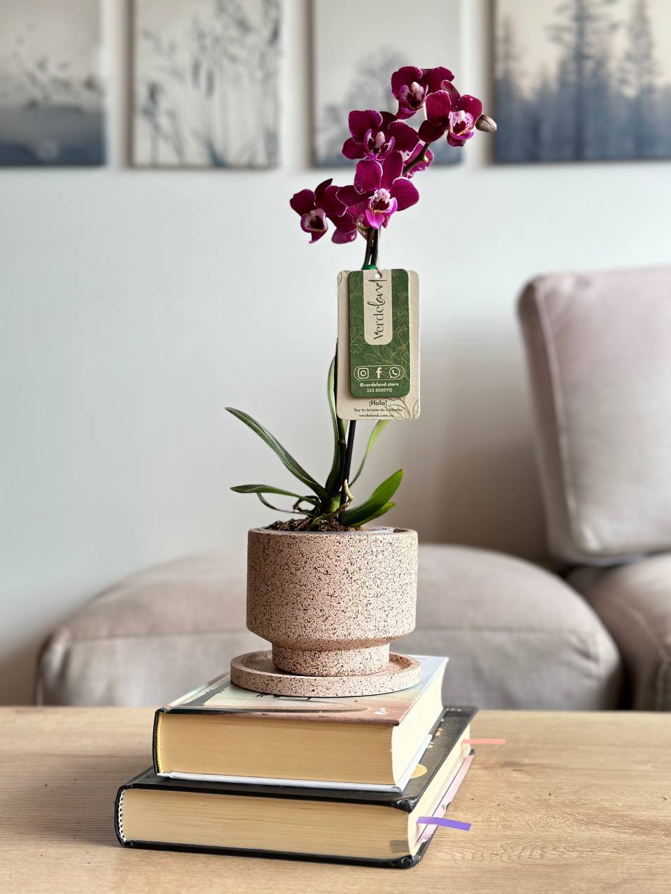 Orquídea mini morada en matera slimline