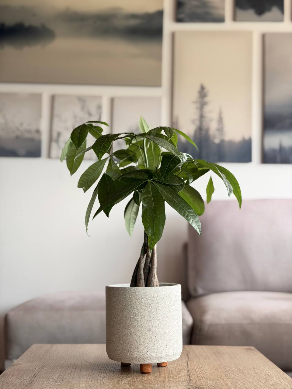 Pachira en matera decorativa