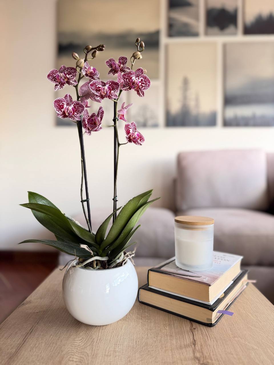 Orquídea multiflora bruma violeta