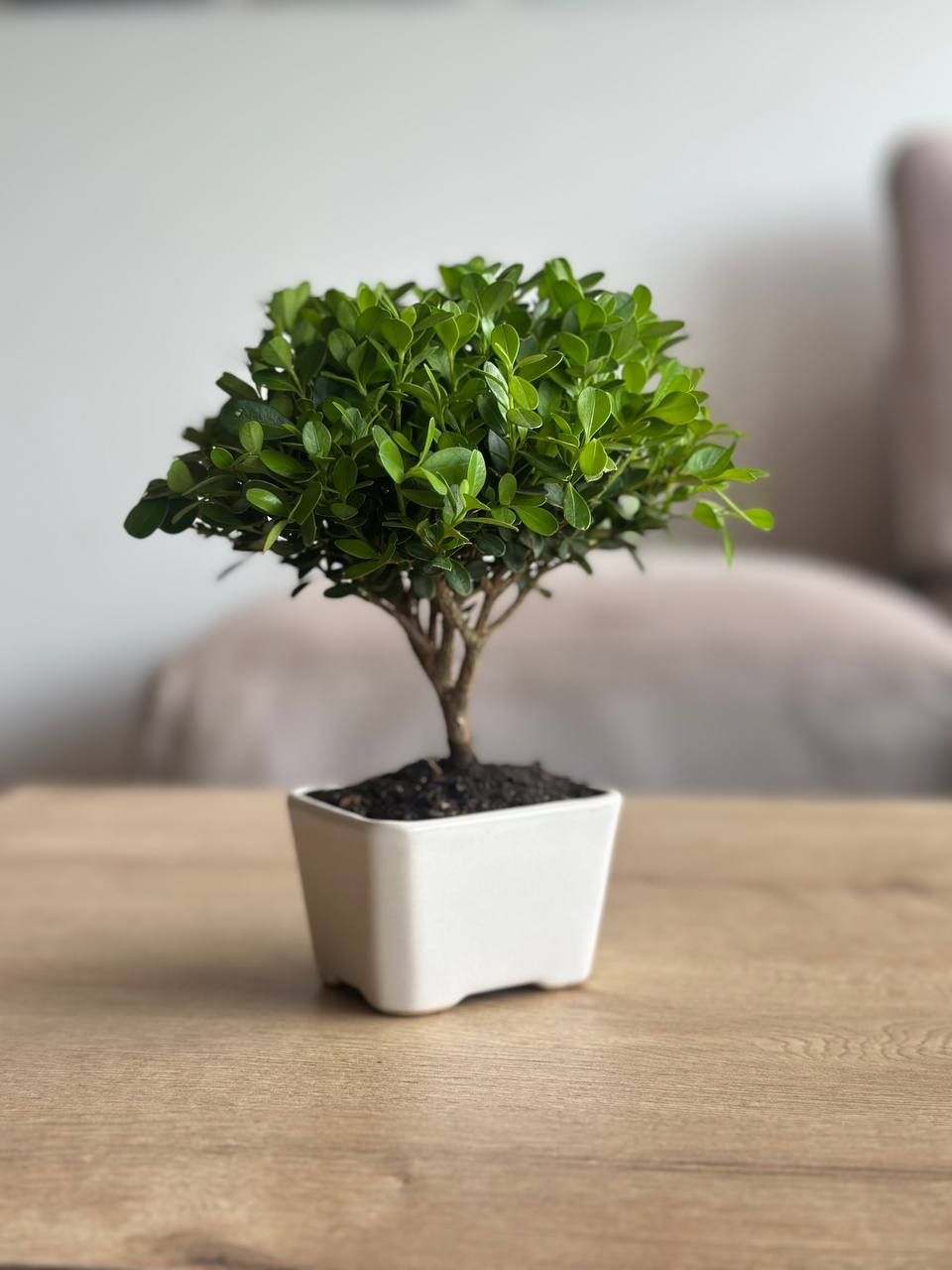 Buxxus mini