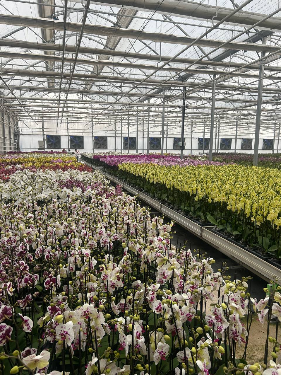 Taller S.O.S Orquídeas