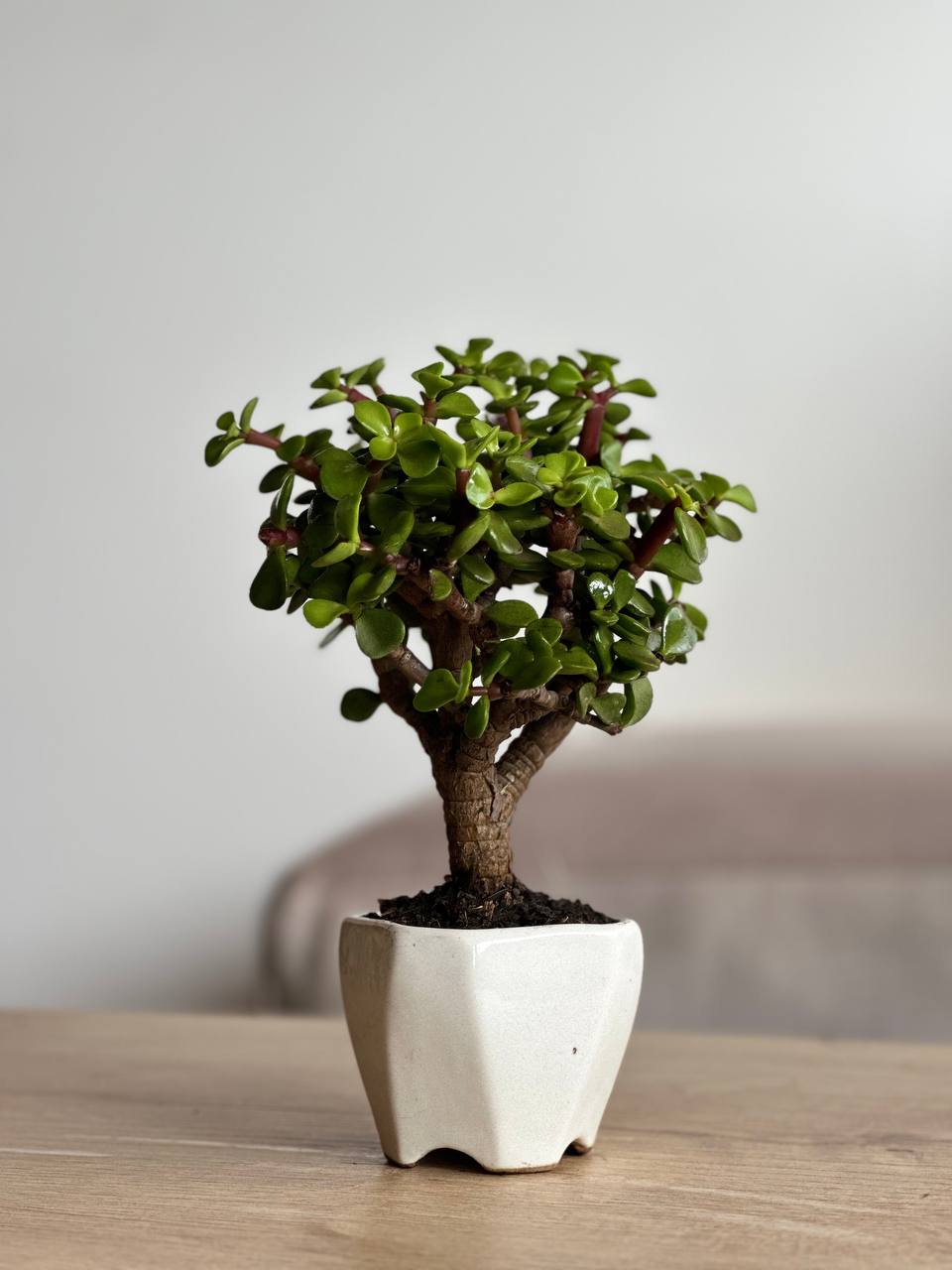 planta mini jade Jade mini – Verdeland