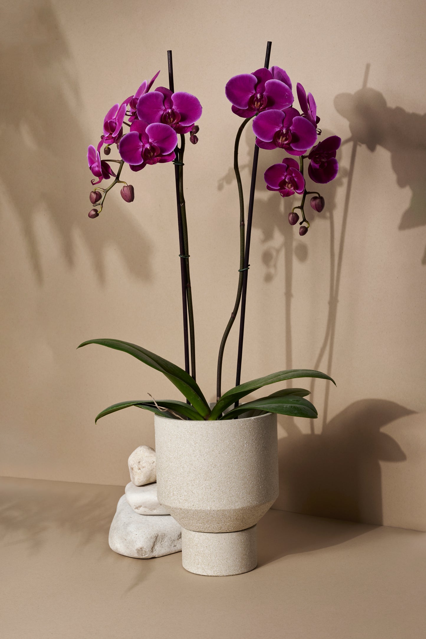 Orquídea premium morada en matera copa
