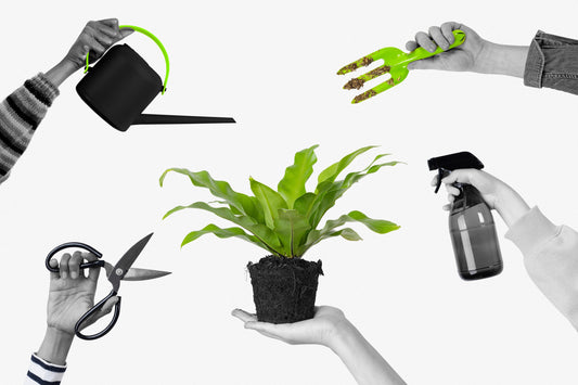 LOS 5 ERRORES MÁS COMUNES AL CUIDAR TU ORQUÍDEA PHALAENOPSIS