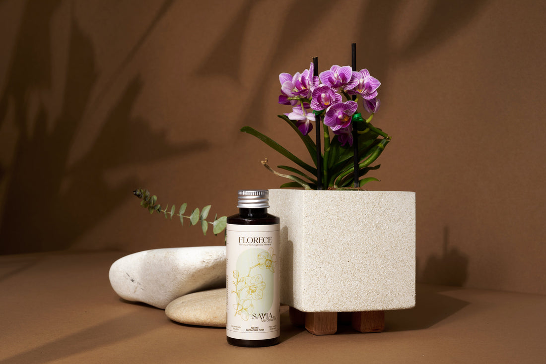 ¿Fertilizar o no tu orquídea ?