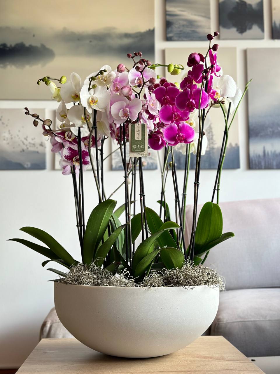 Jardín de orquideas 