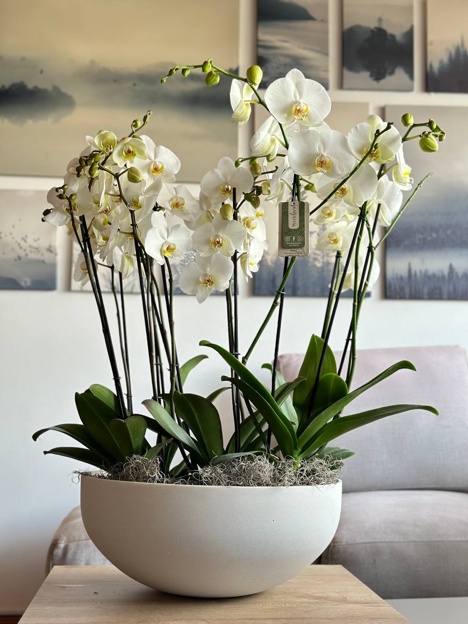 Jardín de orquideas 4