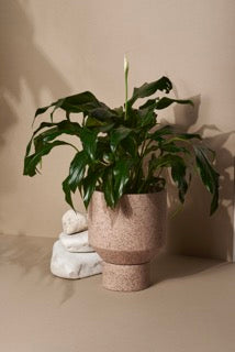 Planta purificadora de aire