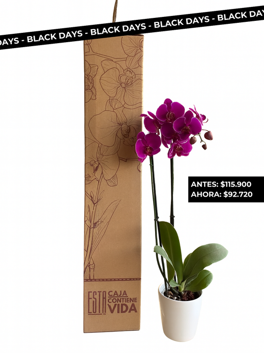 Orquídea premium 20% OFF