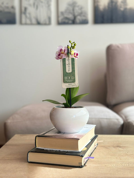 Orquídea mini blanca matera de cerámica