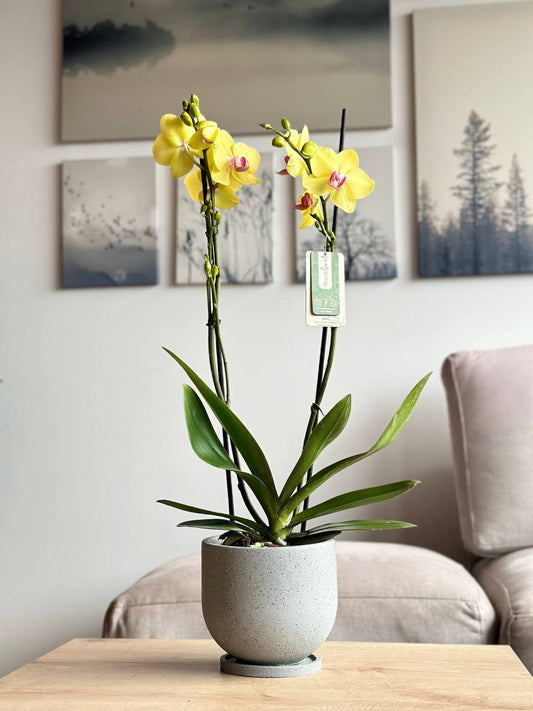 Orquídea premium amarilla matera rústica