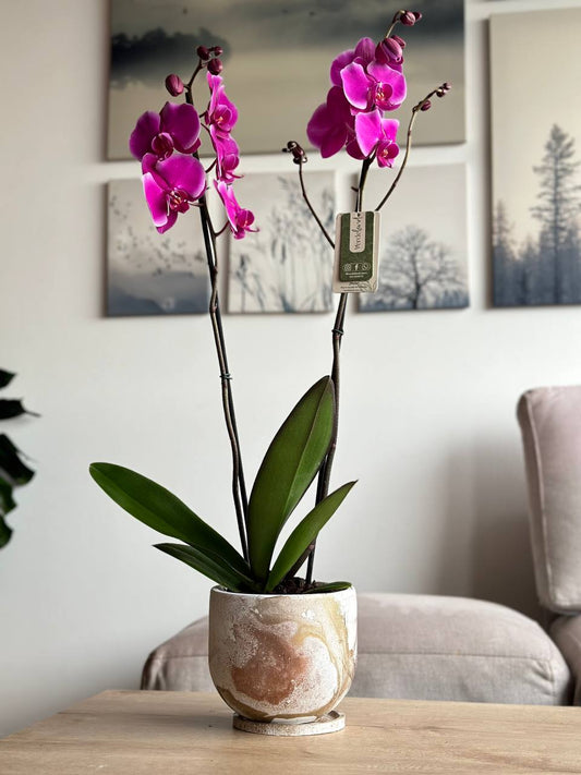 Orquídea premium morado matera rústica