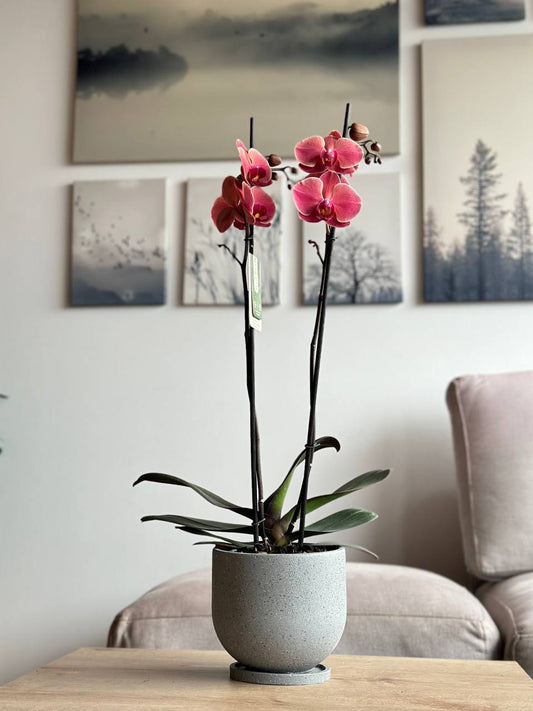 Orquídea premium salmón matera rústica