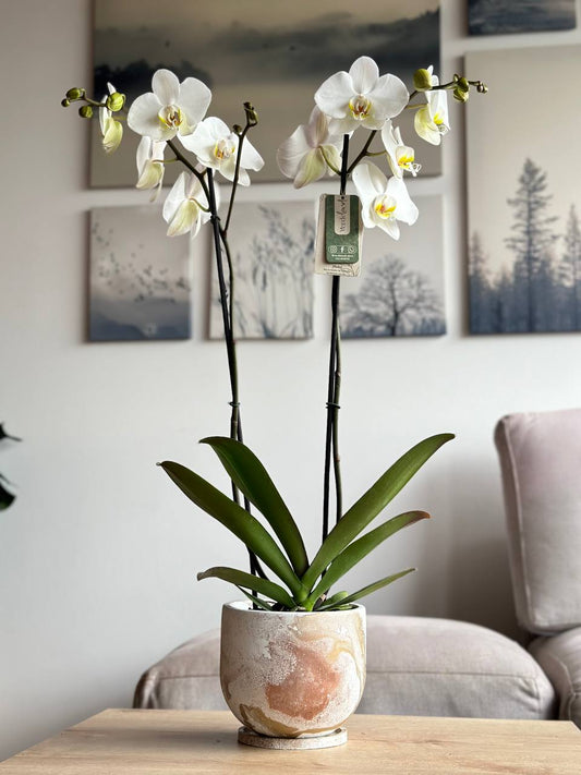 Orquídea premium blanca matera rústica