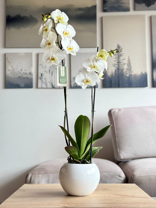 Orquídea premium matera de cerámica