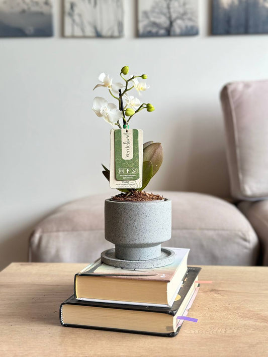 Orquídea mini blanca en matera slimline
