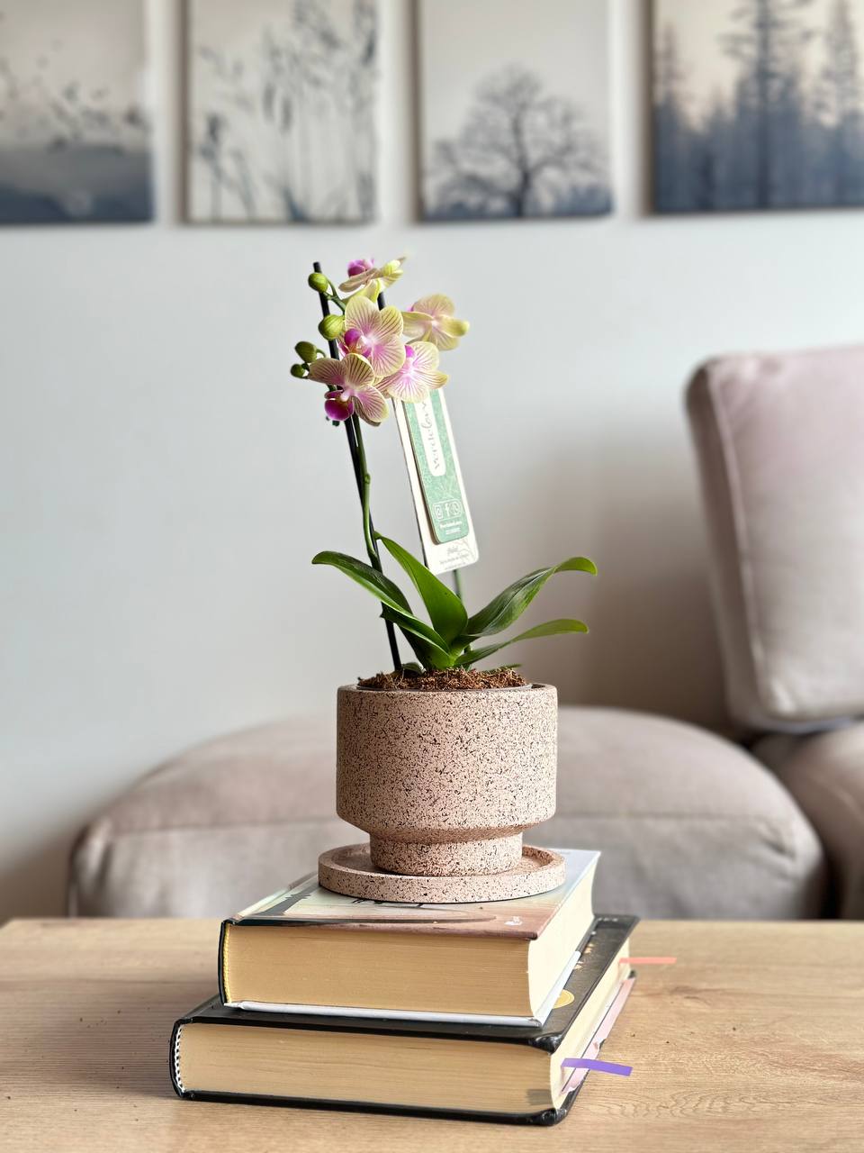 Orquídea mini amarilla en matera slimline