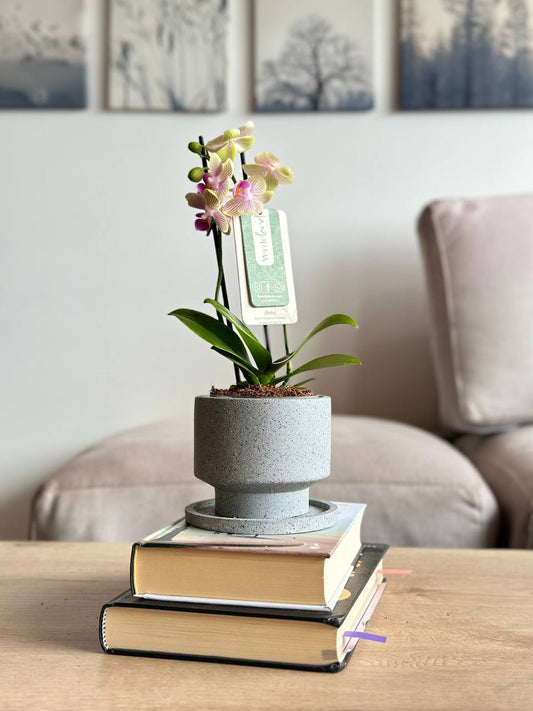 Orquídea mini amarilla en matera slimline