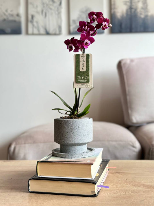 Orquídea mini morada en matera slimline