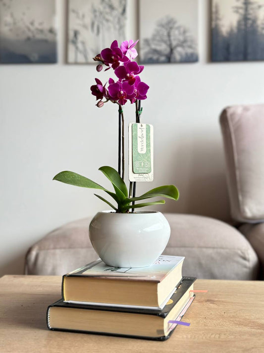 Orquídea mini en matera de cerámica