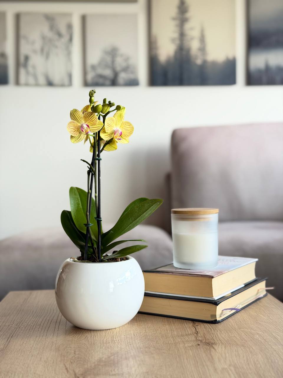 Orquídea multiflora aurora amarilla