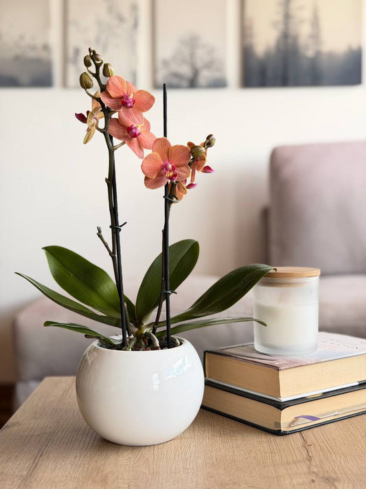 Orquídea multiflora naranja