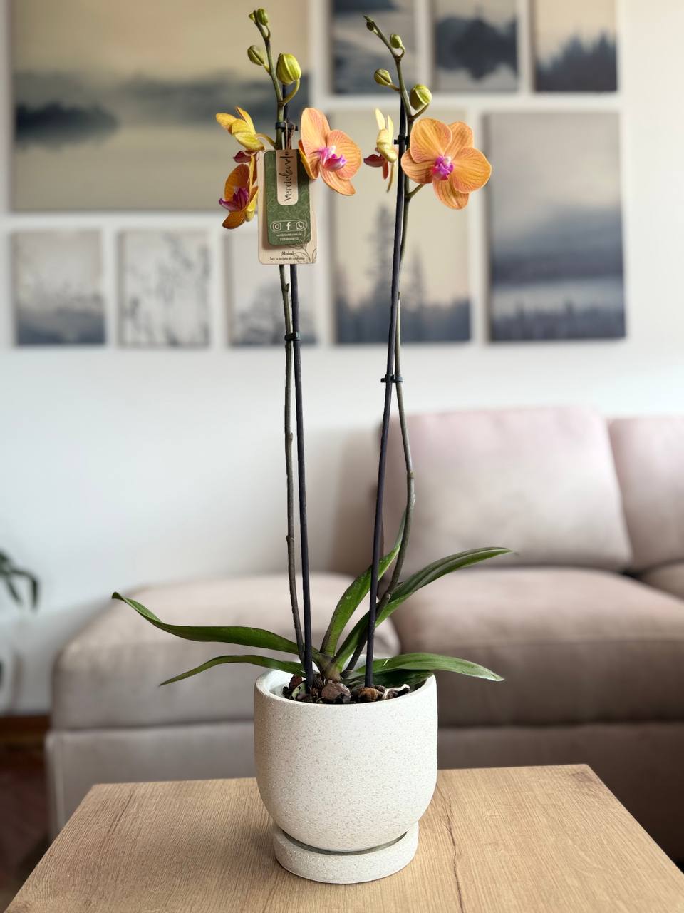 Orquídea premium naranja matera rústica