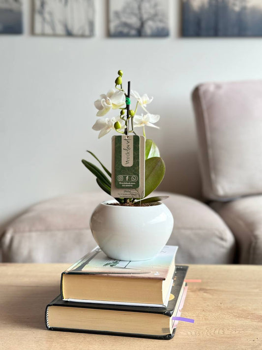 Orquídea mini blanca matera de cerámica