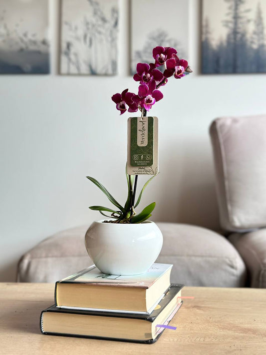 Orquídea mini en matera de cerámica