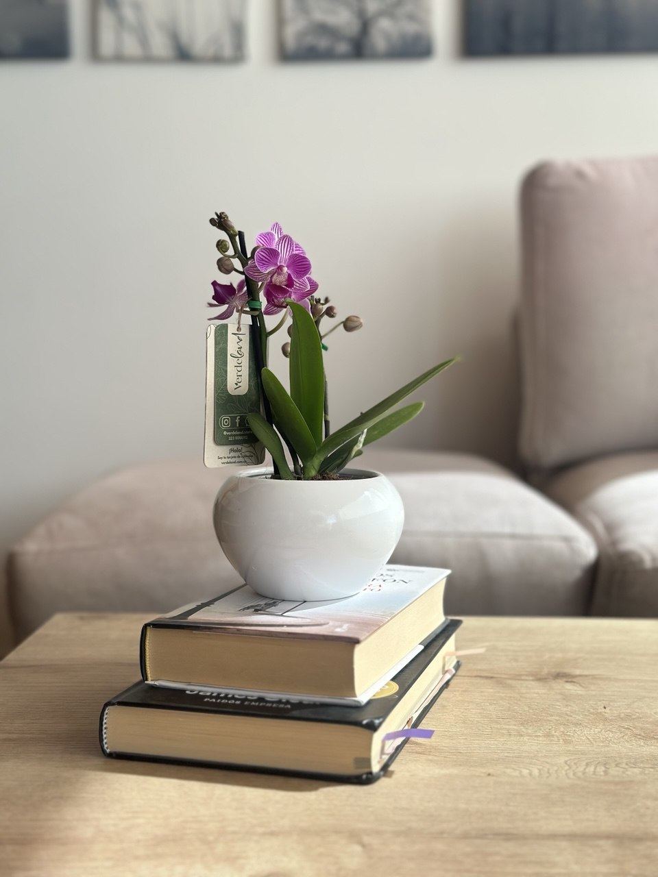 Orquídea mini loto magenta matera de cerámica