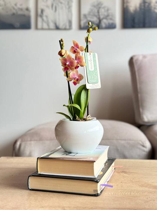 Orquídea mini Peach Charm matera de cerámica