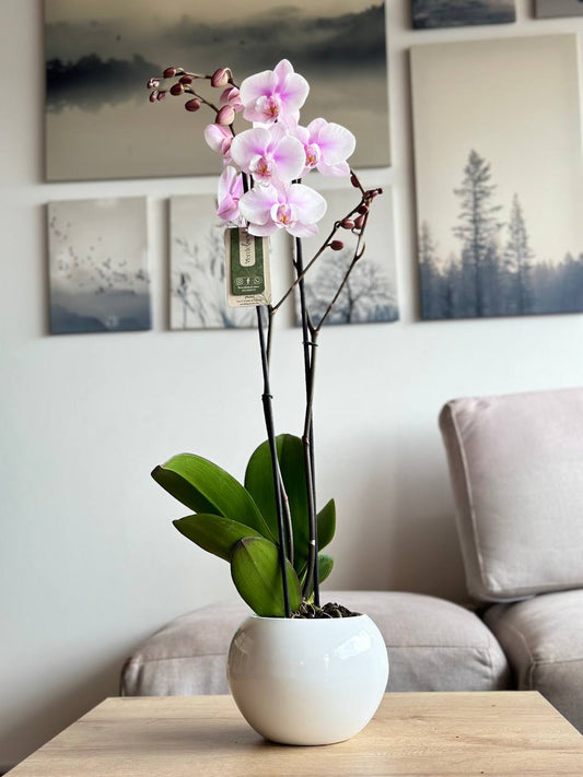 Orquídea premium rosa matera de cerámica