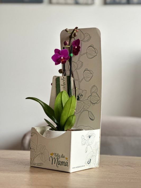 EDICIÓN MAMÁ ORQUIDEA MINI